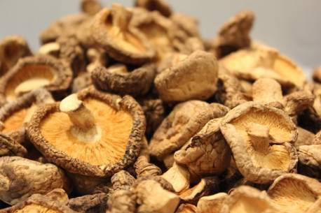 Επιστήμονες δημιούργησαν λειτουργική μνήμη υπολογιστή από μανιτάρια σιτάκε