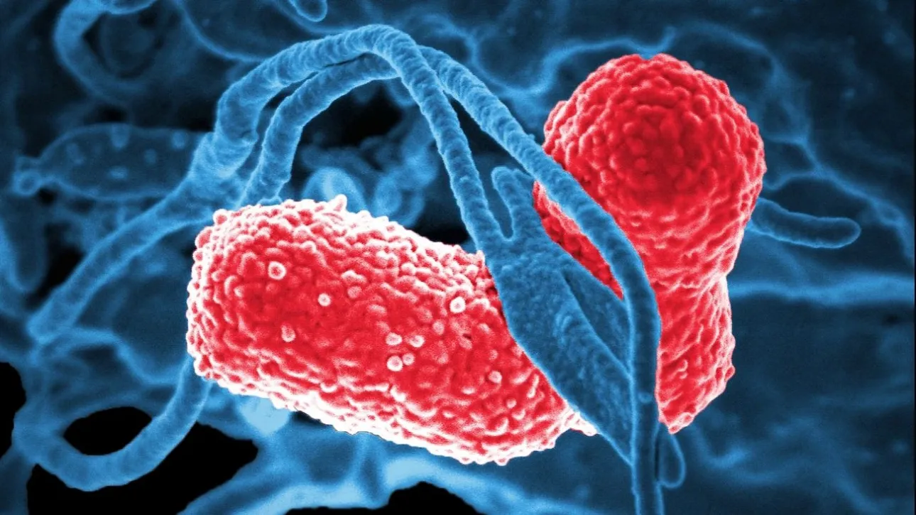 Study confirms why some people get drunk without touching alcohol