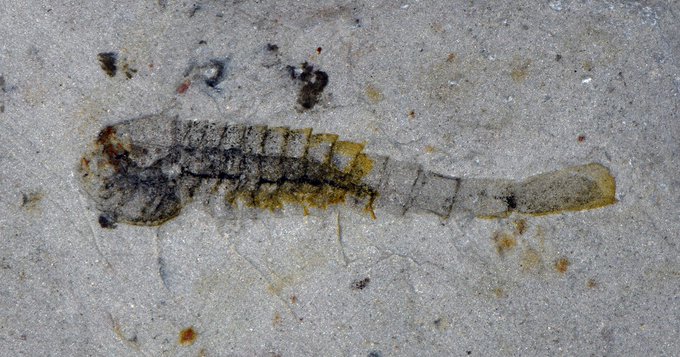 New Cambrian-era animal species discovered in Chinese quarry