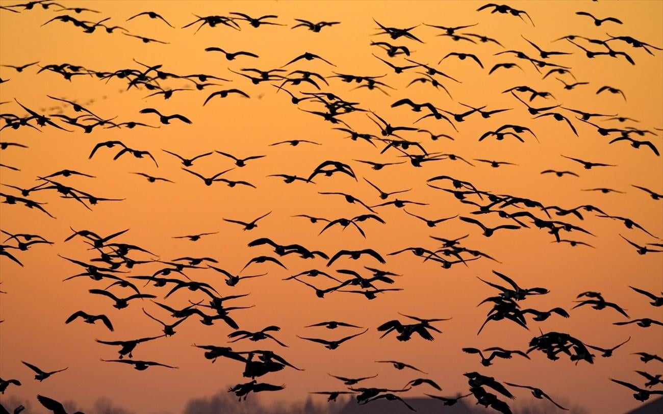 A Global “Alarm” in Birds: The Call That May Hold the Roots of Human Language