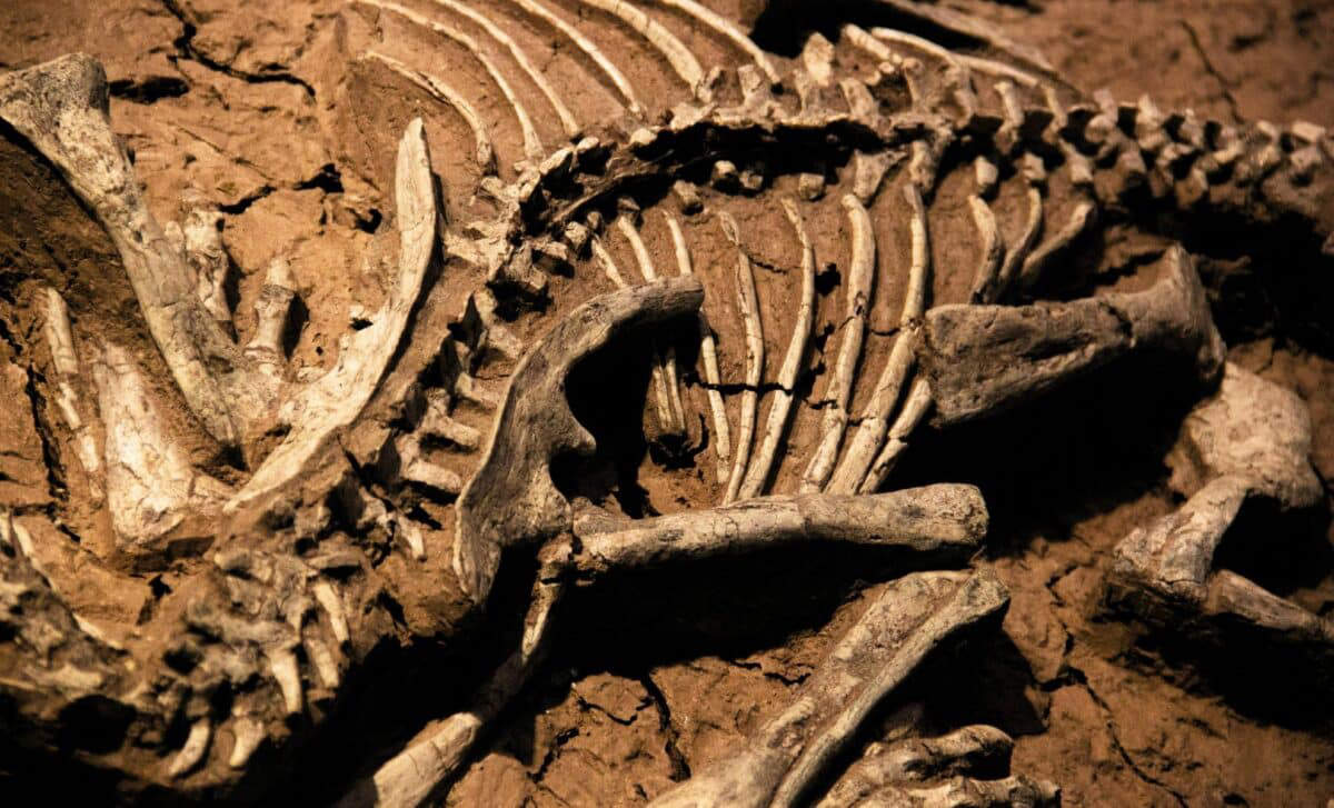 Argentina: Breakthrough discovery – 20-meter dinosaur defies known classification