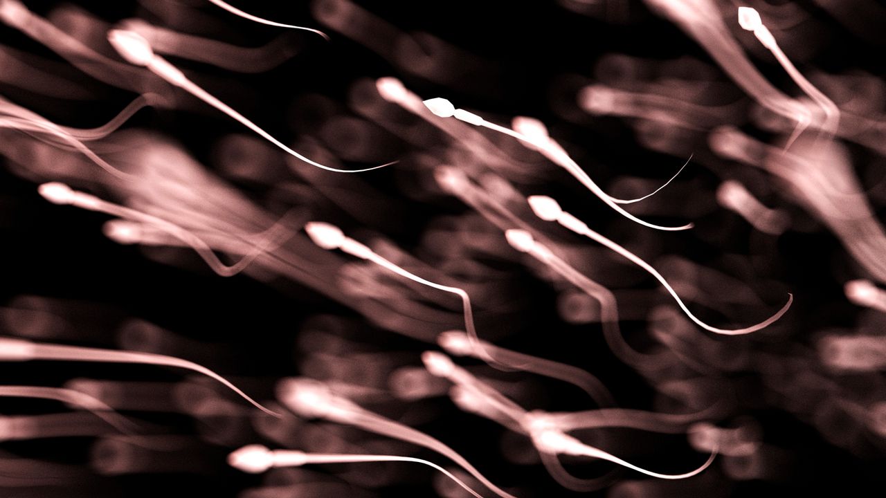 Human sperm quality peaks in summer, new study finds