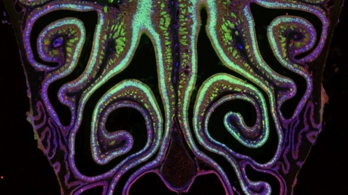 Scientists create the first detailed “map of smell”  and it could transform neuroscience