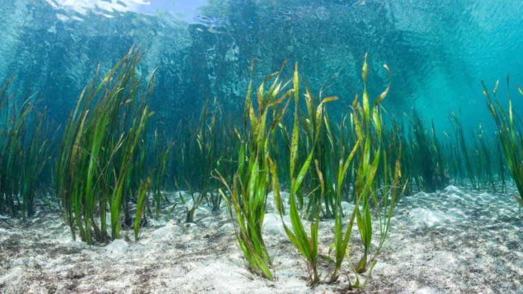 Seaweed-based packaging emerges as a sustainable alternative to plastic in food industry
