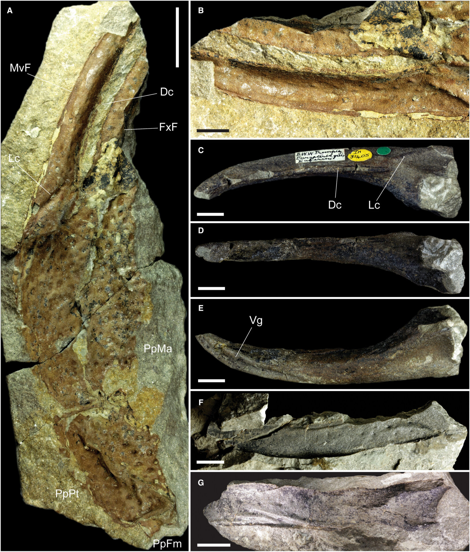 Giant scorpion the size of a dog roamed earth 415 million years ago