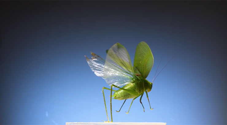 Earth may be home to up to 20 million insect species – Three times higher than previous estimates