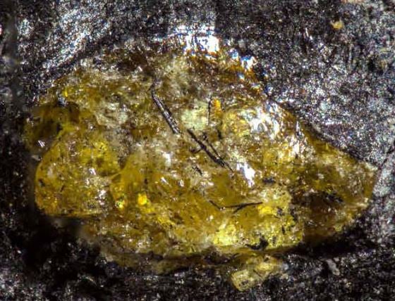 World’s oldest amber discovered – 385 Million year old fossil rewrites plant evolution