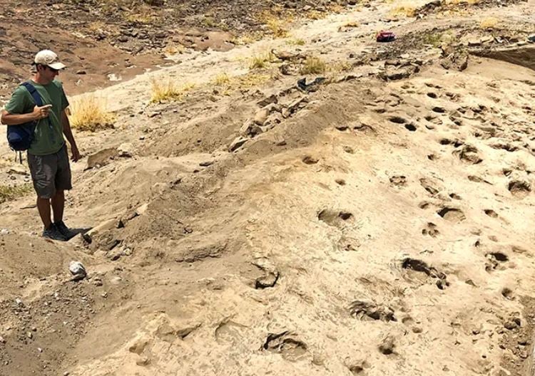 First- ever footprints of Paranthropus discovered